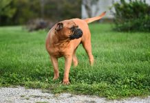 Your Business Should Wear a Leash, Not a Wedding Ring